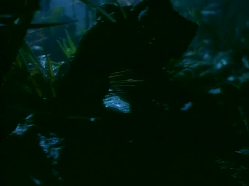 [BBC.象群的回声].BBC.Echo.of.the.Elephants.1of4.Echo.of.the.Elephants.Xvid.AC3.www.mvgroup.org